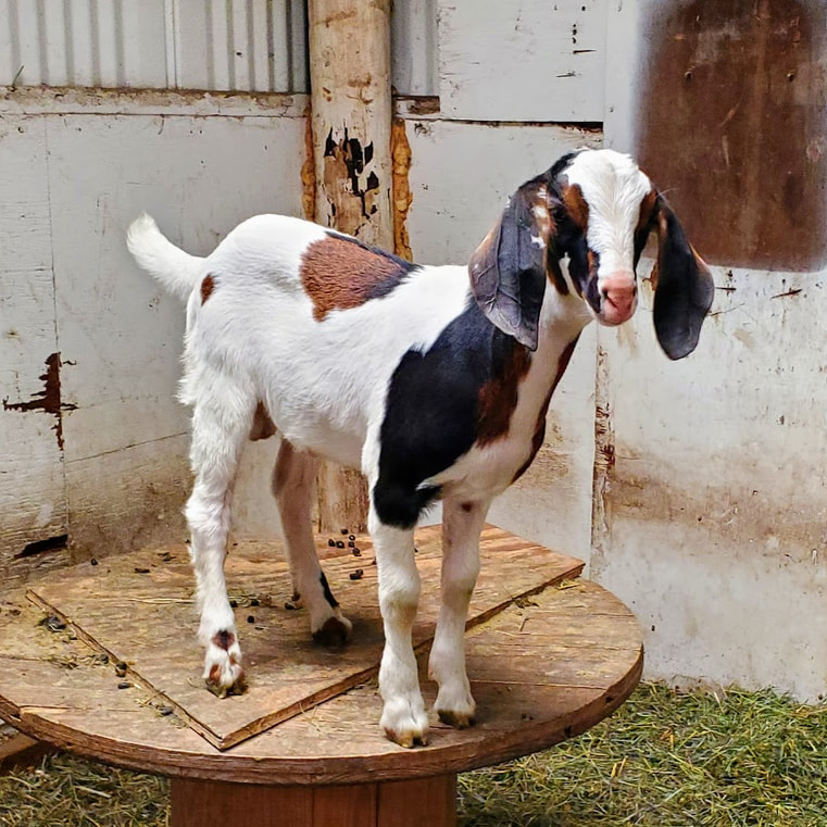 Goats for Sale - DANDELION MEADOWS FARM