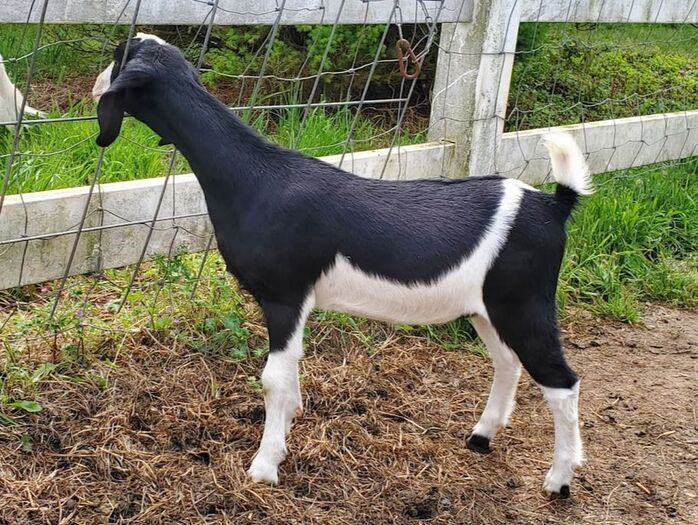 Goats for Sale - DANDELION MEADOWS FARM